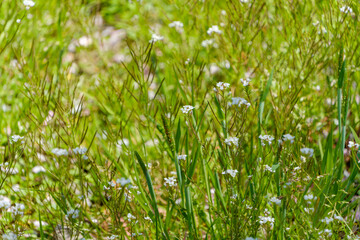 夏草の中に咲く小さな白い野草の花