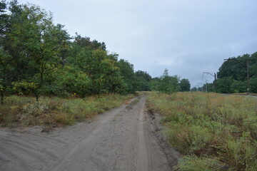 Forest nature after strong summer heat in Dnipro city, Ukraine. Dry old pine trees with black burnt...
