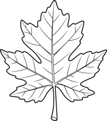 Fototapeta premium Outlined drawing of a buckeye leaf on a white background, for bo
