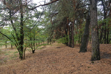 Forest nature after strong summer heat in Dnipro city, Ukraine. Dry old pine trees with black burnt...