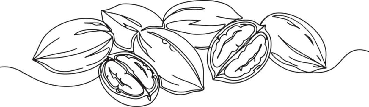 Elegant Pecan Illustration: A Continuous Line Drawing Showcasing