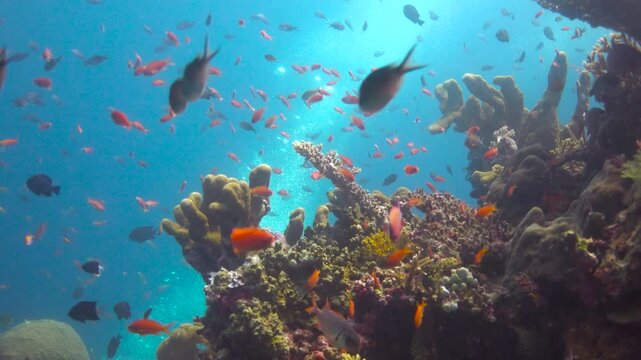 Diving in Komodo National Park. Indonesia.