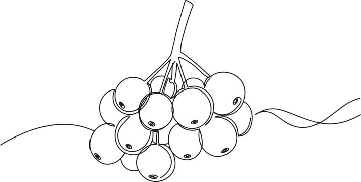 Elegant outline drawing of a cluster of yangmei fruit in minimal
