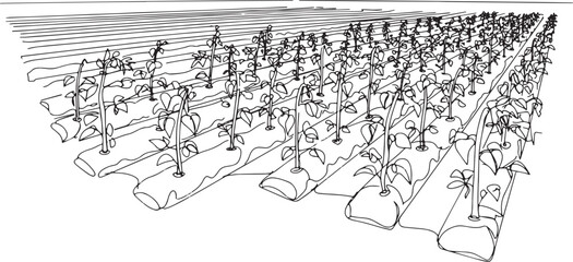 Fototapeta premium Linear Representation of an Agricultural Field with Green Bean P