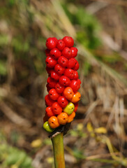Arum Italicum The Berry Stage