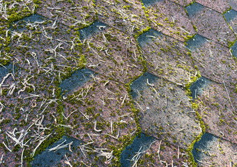 Mosaic roof covered with green moss. Dirty roof with dense moss and gutter with leaves and moss