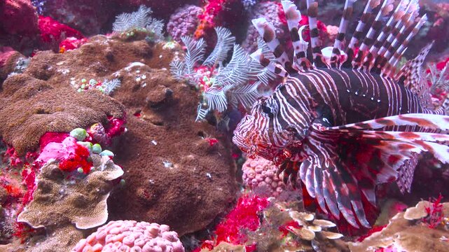 Lion fish. Diving in Komodo National Park. Indonesia.