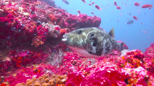 Arothron fish. Diving in Komodo National Park. Indonesia.