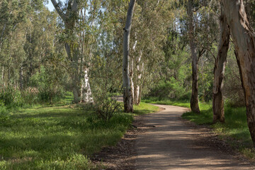 A walk through a eucalyptus grove in the fresh air