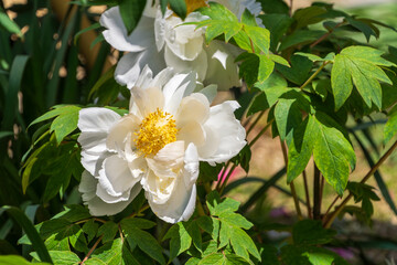 白い牡丹の花と緑の葉のコントラスト