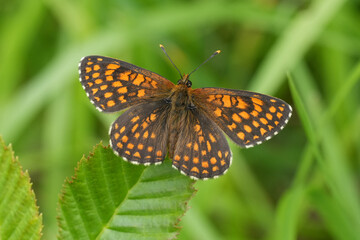 Closeup on a fresh emerged orange Bulgarian Melitaea butterfly, with spread wings warming up in the morning sun