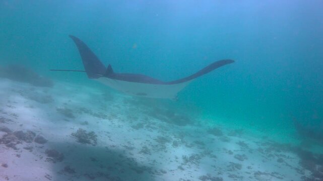 Manta rays. Diving in Komodo National Park. Indonesia.
