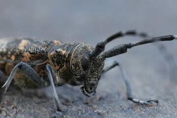 Closeup on a large European longhorn beetle, the Pine sawyer beetle, Monochamus galloprovincialis
