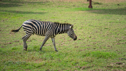 Naklejka premium Zebra horse is living at outdoor safari environment. Animal and wildlife in nature portrait photo. 