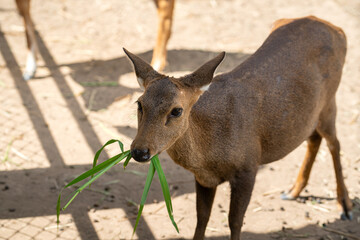 small, fur, happy, livestock, antler, hunting, biology, natural, cattle, brown, eye, horn, wilderness, animal, looking, jungle, adorable, deer, forest, safari, waiting, giving, cute, life, agriculture
