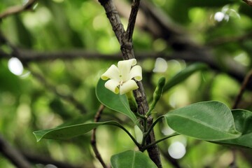 Millingtonia hortensis flower close-up, white tree jasmine blossom with green leaves background, fragrant tropical ornamental flower