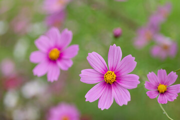 Obraz premium コスモスの彩り