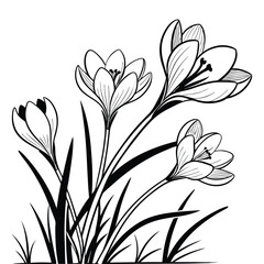 Black and White Line Drawing of Crocus Flowers and Grass floral line art