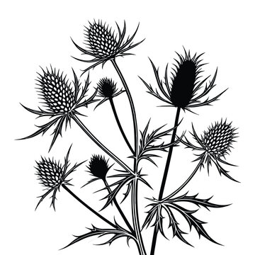 Black silhouette of a Eryngium thistle plant with spiky leaves and flower heads on white sea holly