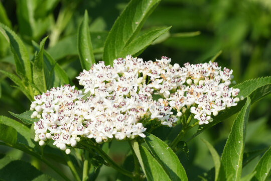 Closeup on white flowering Dwarf Elder plant, Sambucus ebulus