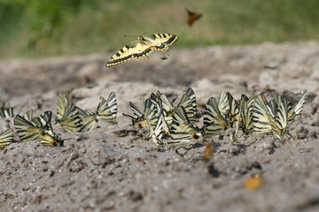 Closeup on a large group of European Scarce Swallowtail butterflies, Iphiclides podalirius drinking