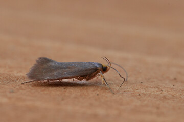 Closeup on the Golden-Brown Tubic moth, Crassa unitella on wood