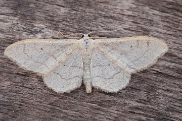 Closeup on a Riband Wave geometer moth, Idaea aversata, with spread wings