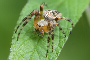 Closeup on a European Common garden spider, Araneus diadematus on a green leaf