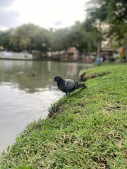 Pigeon Standing on Grass by the Pond