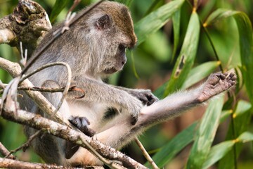 Long-tailed Macaque in Kinabatangan Wildlife Sanctuary, Sabah, Malaysia