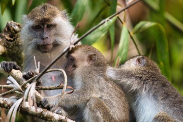Long-tailed Macaque in Kinabatangan Wildlife Sanctuary, Sabah, Malaysia