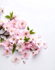 Delicate pink blossoms arranged on white background