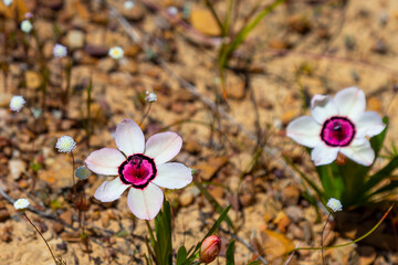 White flowering form of Sparaxis elegans in natural habitat near Nieuwoudtville in the Northern Cape of South Africa