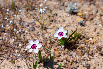 White flowering form of Sparaxis elegans in natural habitat near Nieuwoudtville in the Northern Cape of South Africa