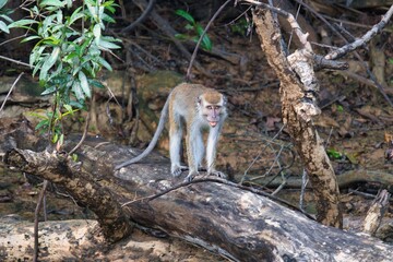 Long-tailed Macaque in Kinabatangan Wildlife Sanctuary, Sabah, Malaysia