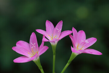 Fototapeta premium Beautiful Zephyranthes Lily, Rain Lily, Fairy Lily flowers