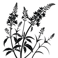 Black Silhouette of Astilbe Flowers and Leaves on a White Background plant botanical