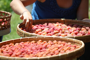 梅干しを干す女性