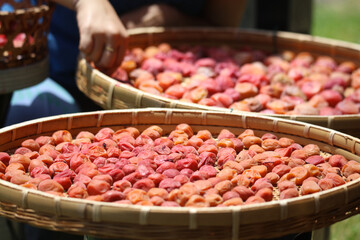 梅干しを干す女性