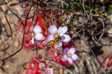 Pollinator: A bee on a white flowering Drosera af.. alba in natural habitat on the Bokkeveld Plateau in the Northern Cape of South Africa