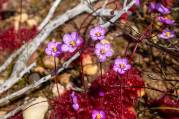 The rare pink flowering form of Drosera aff. alba in natural habitat