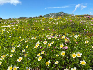 立山のチングルマとイワカガミ