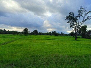 Green Rice Field with Trees and Cloudy Sky
