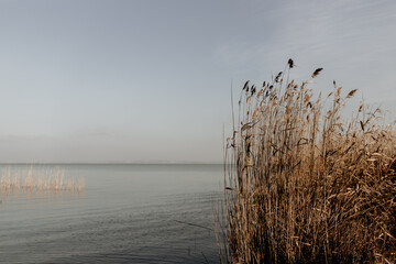 Calm Lake Shore with Reeds and Soft Horizon Under Pale Sky