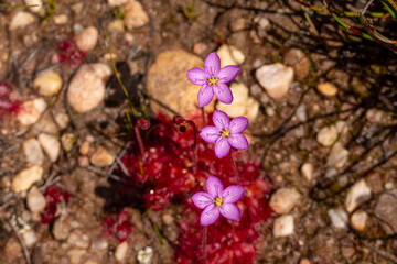 The rare pink flowering form of Drosera aff. alba in natural habitat