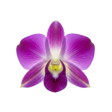 Purple dendrobium orchid flower isolated