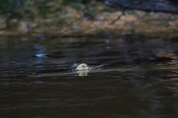Borneo Crocodile in Kinabatangan Wildlife Sanctuary, Sabah, Malaysia