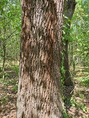 trunk of a tree