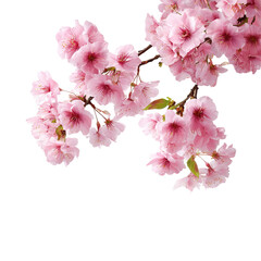 Naklejka premium Close-up of delicate pink blossoms