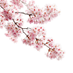 Obraz premium Pink cherry blossoms on branches (4)